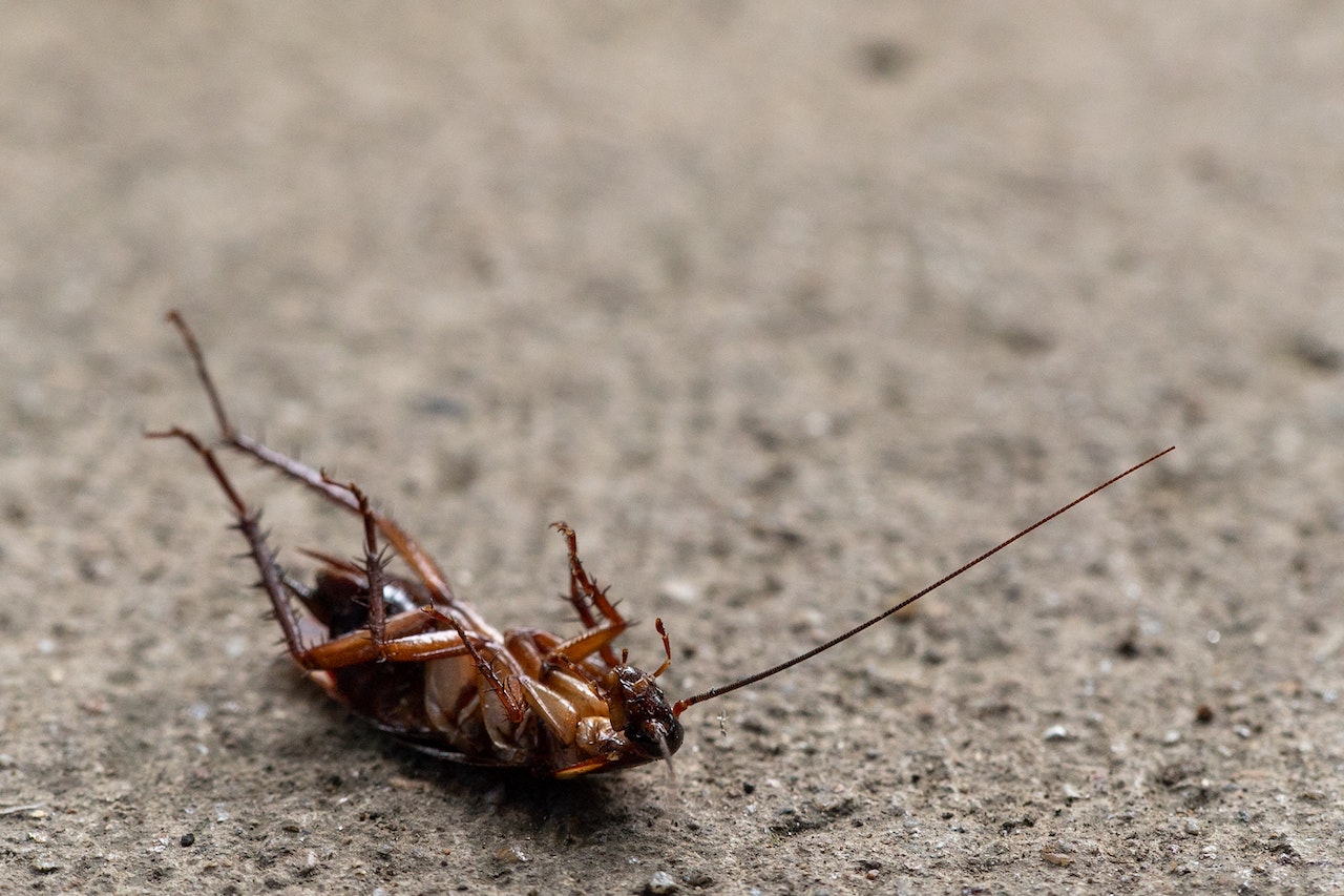 prevenir la infestación de insectos